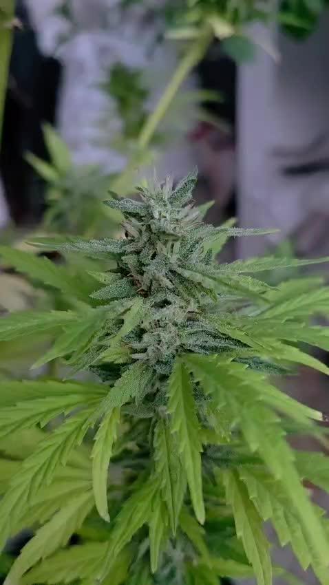 Royal Gorilla - Outdoor - Organic