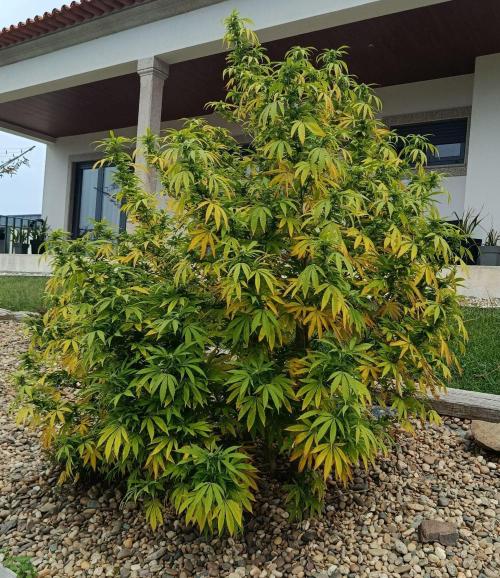Banana Sherbet - Outdoor - Organic. Week 23