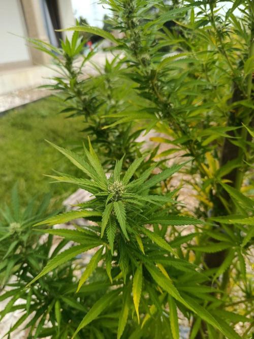 Northern Ligths 10/10 - Outdoor/Organic. Week 23