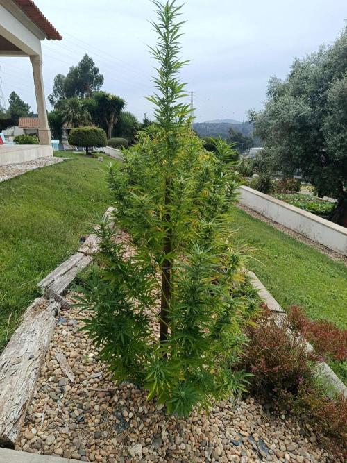Northern Ligths 10/10 - Outdoor/Organic. Week 23