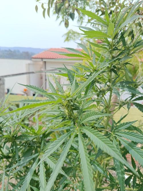 Cookies Haze - Organic - Outdoor. Week 19