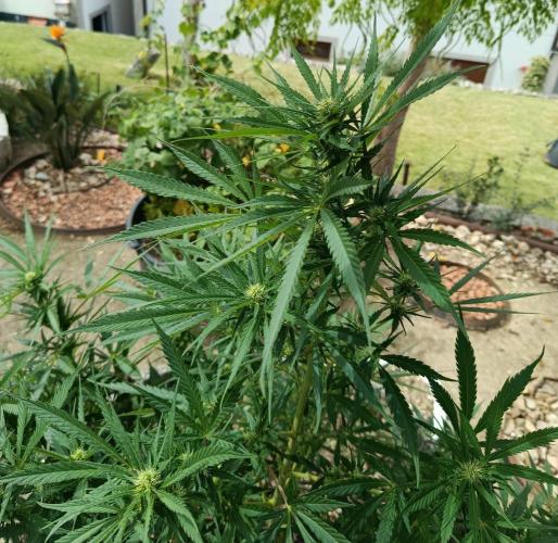 Cookies Haze - Organic - Outdoor. Week 19