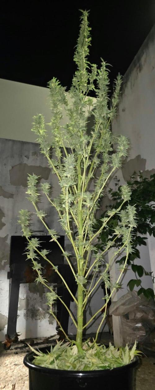 Royal Gorilla - Outdoor - Organic. Week 24