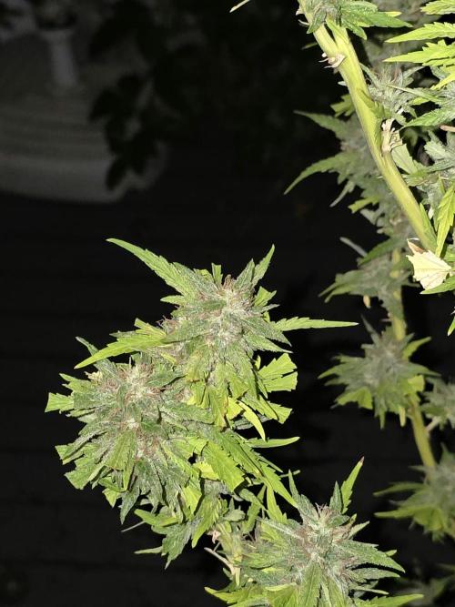 Royal Gorilla - Outdoor - Organic. Week 24