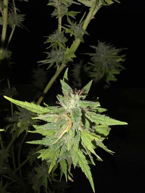 Royal Gorilla - Outdoor - Organic. Week 24