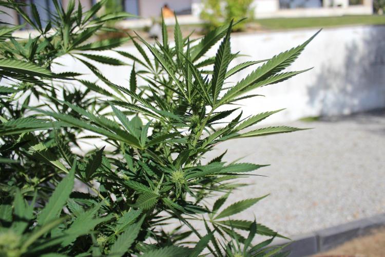Cookies Haze - Organic - Outdoor. Week 20