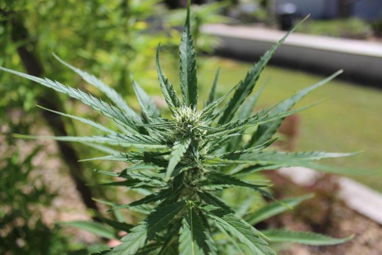 Northern Ligths 10/10 - Outdoor/Organic. Week 24
