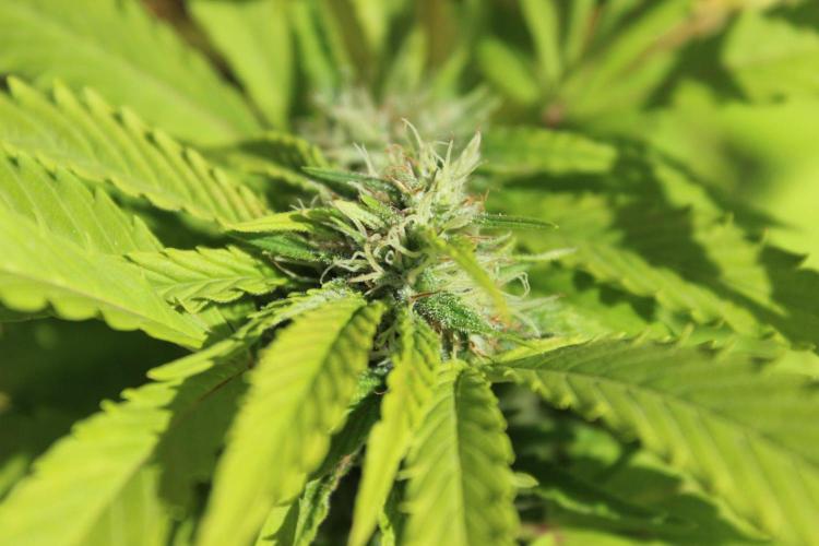 Banana Sherbet - Outdoor - Organic. Week 24