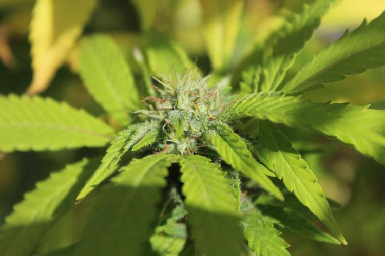 Banana Sherbet - Outdoor - Organic. Week 24