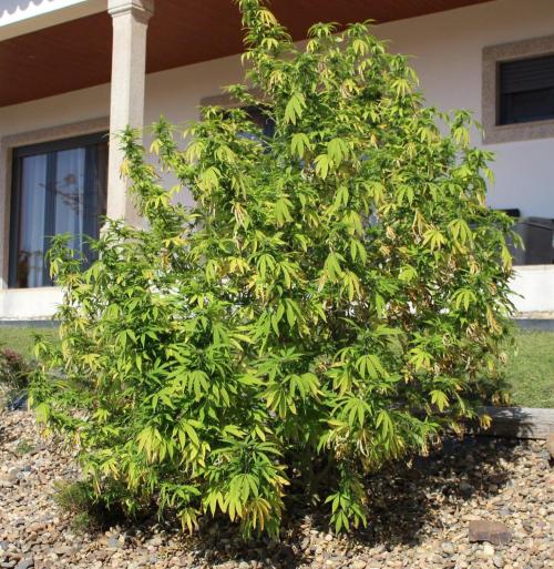 Banana Sherbet - Outdoor - Organic. Week 24