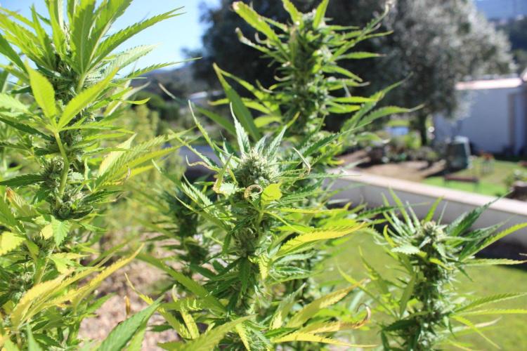 Northern Ligths 10/10 - Outdoor/Organic. Week 25