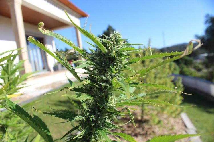 Northern Ligths 10/10 - Outdoor/Organic. Week 25