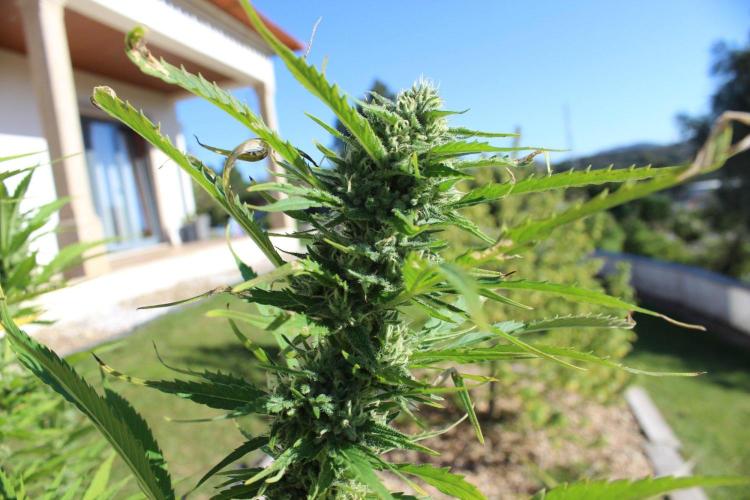 Northern Ligths 10/10 - Outdoor/Organic. Week 25