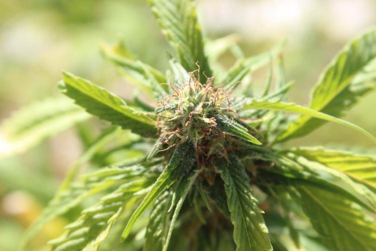 Banana Sherbet - Outdoor - Organic. Week 25