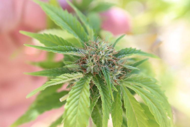 Banana Sherbet - Outdoor - Organic. Week 25