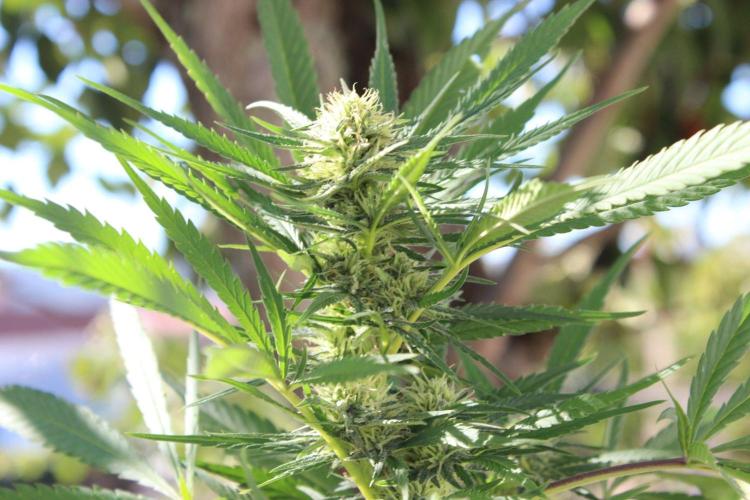 Cookies Haze - Organic - Outdoor. Week 21