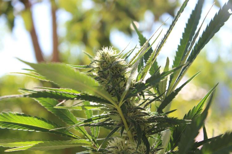Cookies Haze - Organic - Outdoor. Week 21
