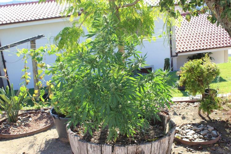 Cookies Haze - Organic - Outdoor. Week 21