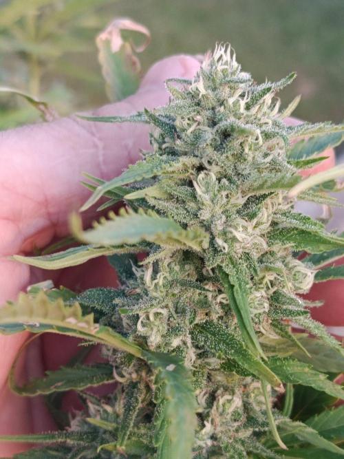 Northern Ligths 10/10 - Outdoor/Organic. Week 25