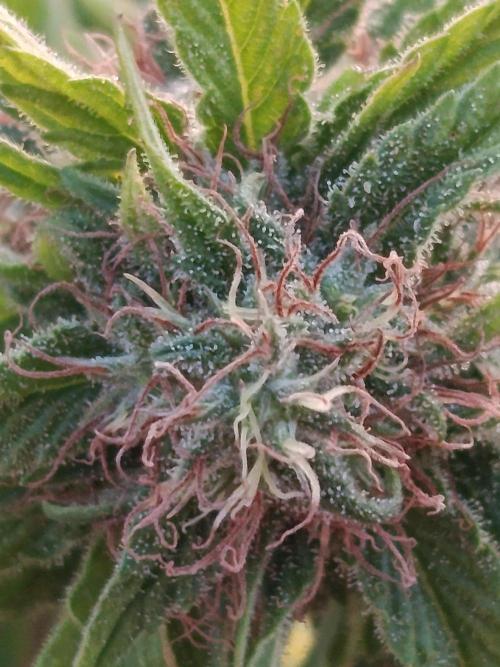 Banana Sherbet - Outdoor - Organic. Week 25
