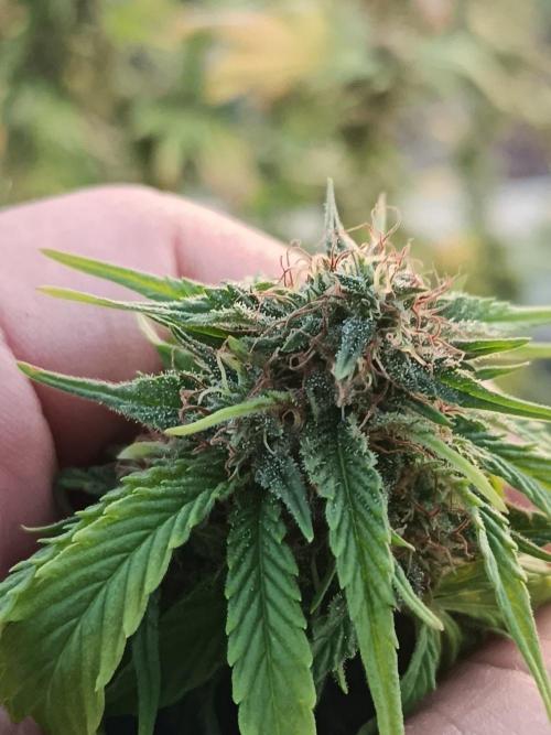 Banana Sherbet - Outdoor - Organic. Week 25