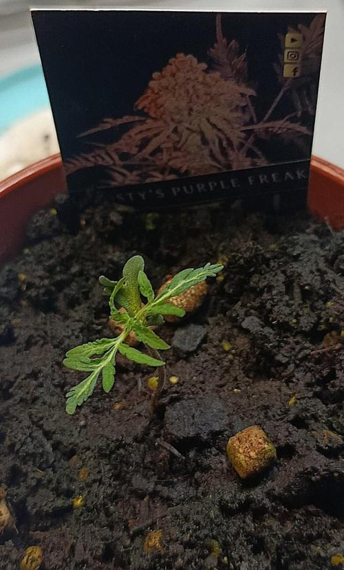 Frosty Purple Freak - Indoor/Organic. Week 1