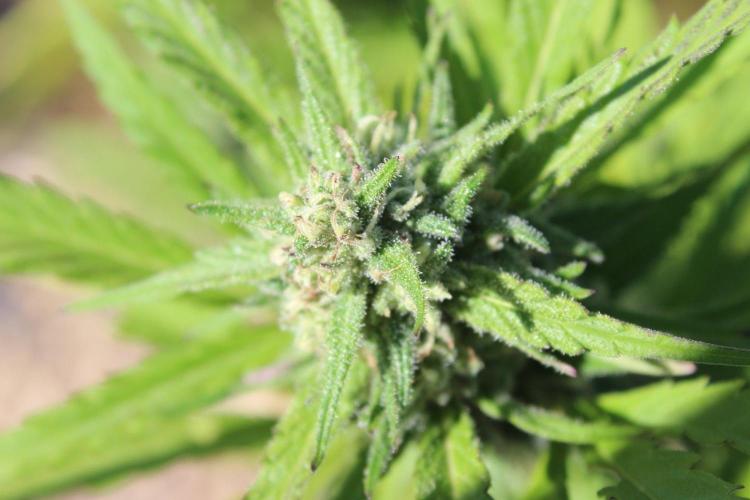 Northern Ligths 10/10 - Outdoor/Organic. Week 26
