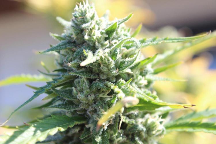 Northern Ligths 10/10 - Outdoor/Organic. Week 26
