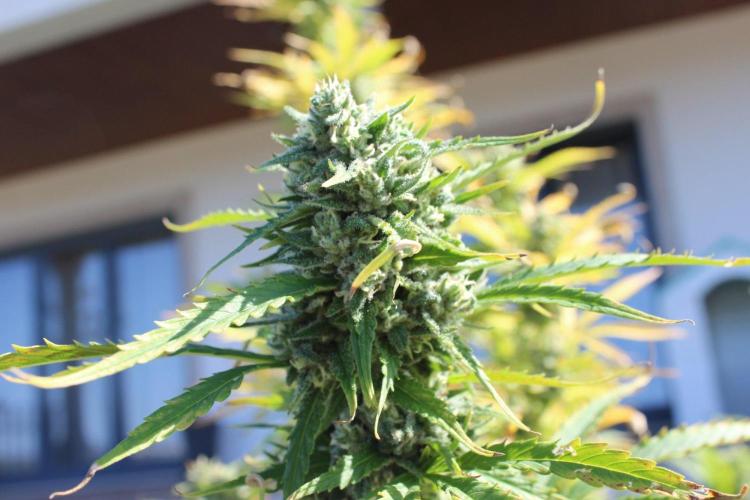 Northern Ligths 10/10 - Outdoor/Organic. Week 26