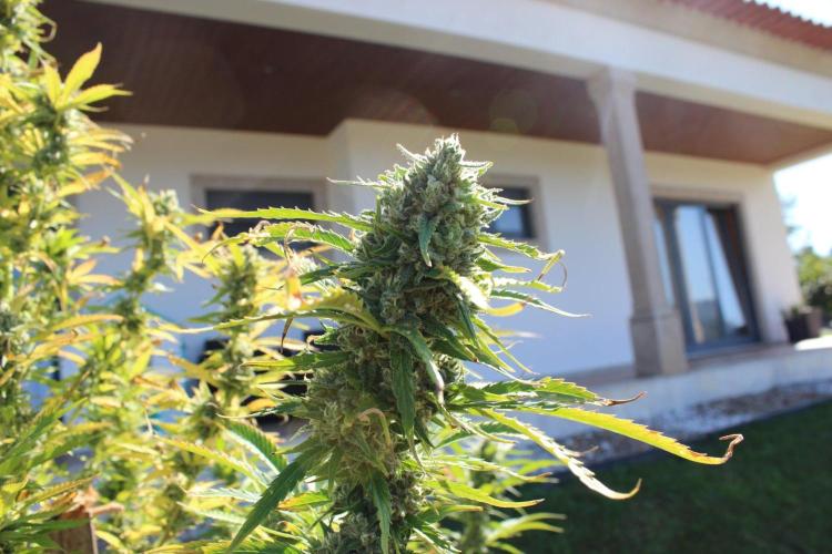 Northern Ligths 10/10 - Outdoor/Organic. Week 26