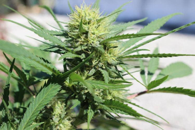Cookies Haze - Organic - Outdoor. Week 22