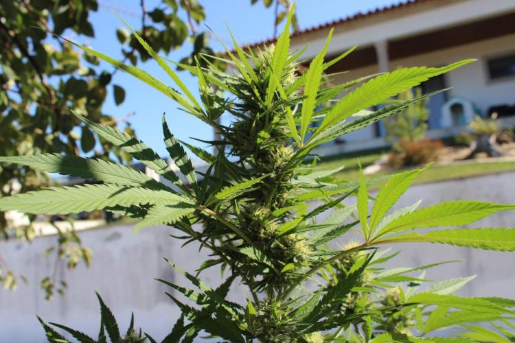 Cookies Haze - Organic - Outdoor. Week 22