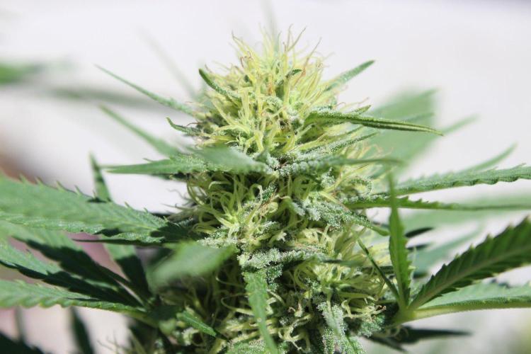 Cookies Haze - Organic - Outdoor. Week 22