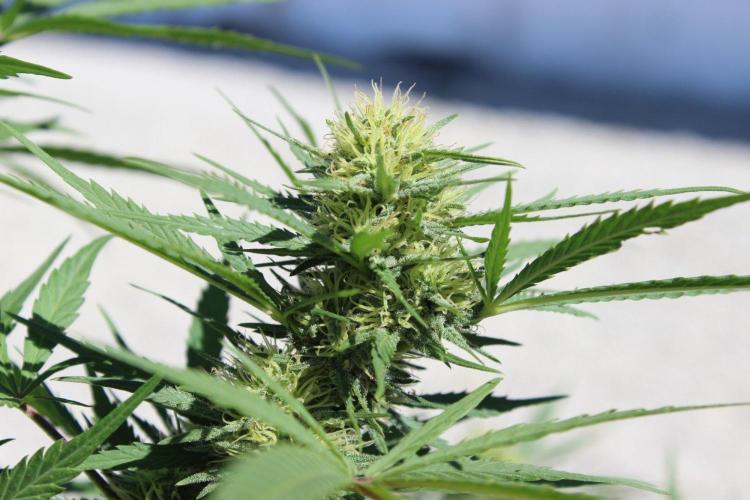 Cookies Haze - Organic - Outdoor. Week 22
