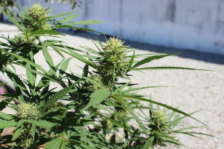 Cookies Haze - Organic - Outdoor. Week 22
