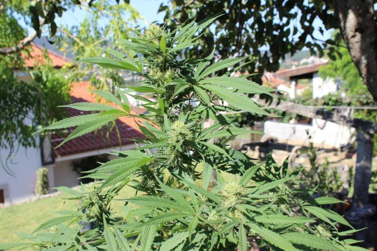 Cookies Haze. Week 22