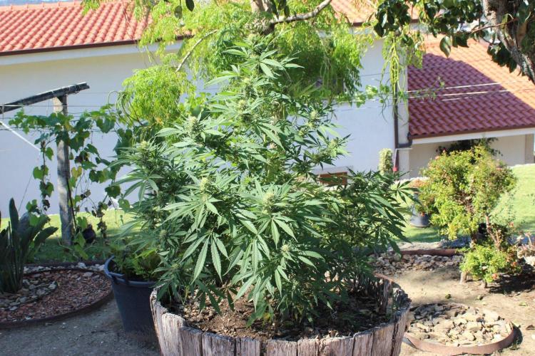 Cookies Haze - Organic - Outdoor. Week 22