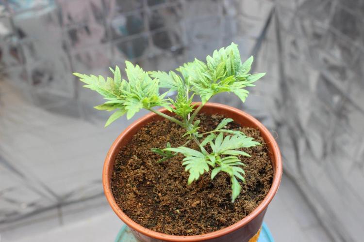 Frosty Purple Freak - Indoor/Organic. Week 3