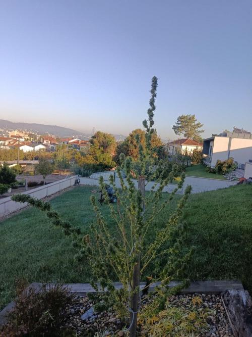 Northern Ligths 10/10 - Outdoor/Organic. Week 27