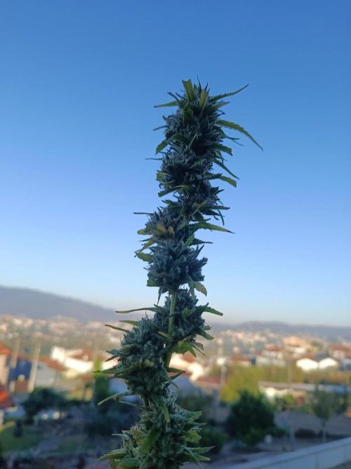 Northern Ligths 10/10 - Outdoor/Organic. Week 27