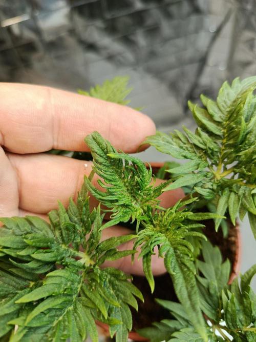 Frosty Purple Freak - Indoor/Organic. Week 4