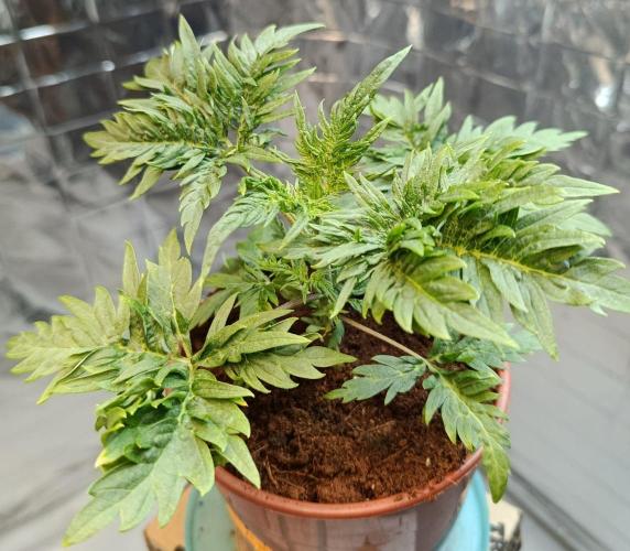 Frosty Purple Freak - Indoor/Organic. Week 4