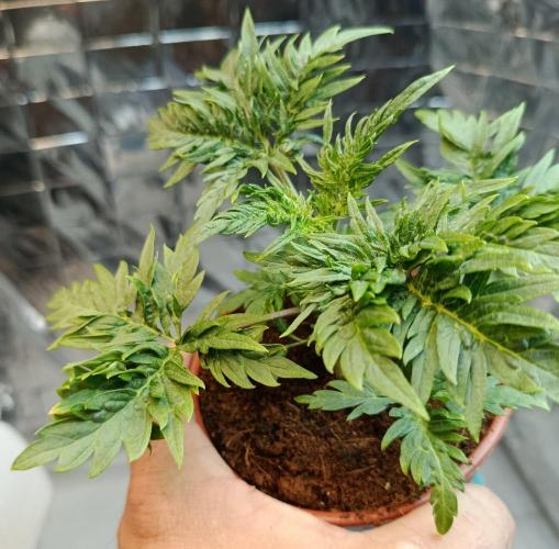 Frosty Purple Freak - Indoor/Organic. Week 4