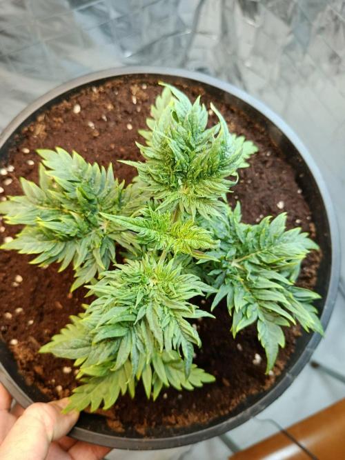Frosty Purple Freak - Indoor/Organic. Week 5