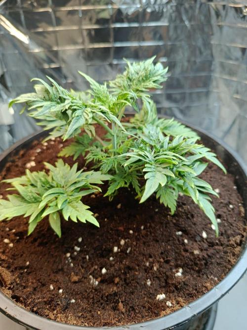 Frosty Purple Freak - Indoor/Organic. Week 5