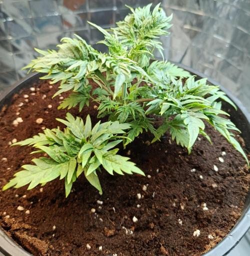 Frosty Purple Freak - Indoor/Organic. Week 5