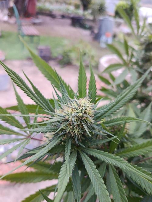 Cookies Haze - Organic - Outdoor. Week 23