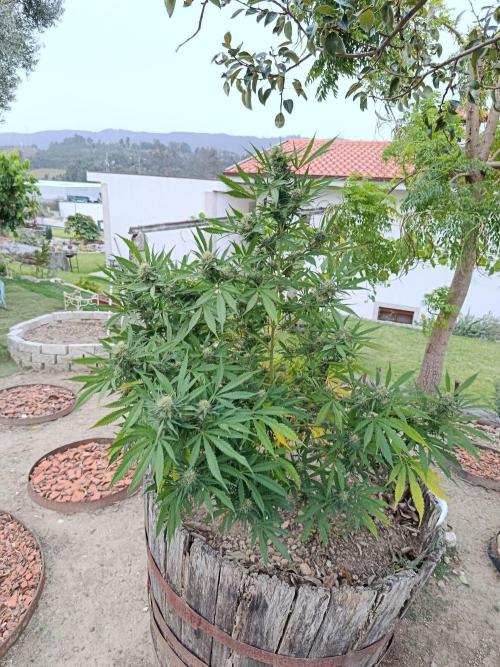 Cookies Haze - Organic - Outdoor. Week 23