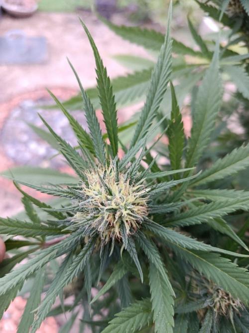 Cookies Haze. Week 23