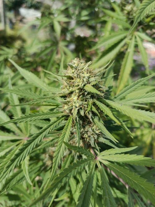 Cookies Haze - Organic - Outdoor. Week 24
